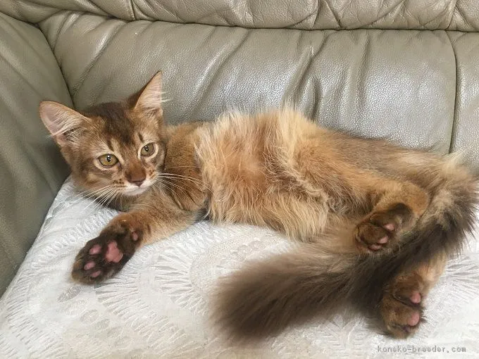 ID:1809-01218の子猫
