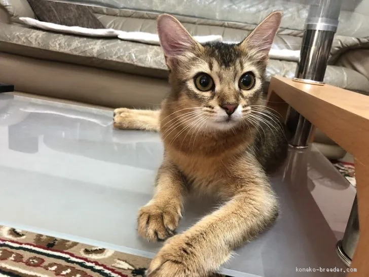 ID:2009-00200の子猫