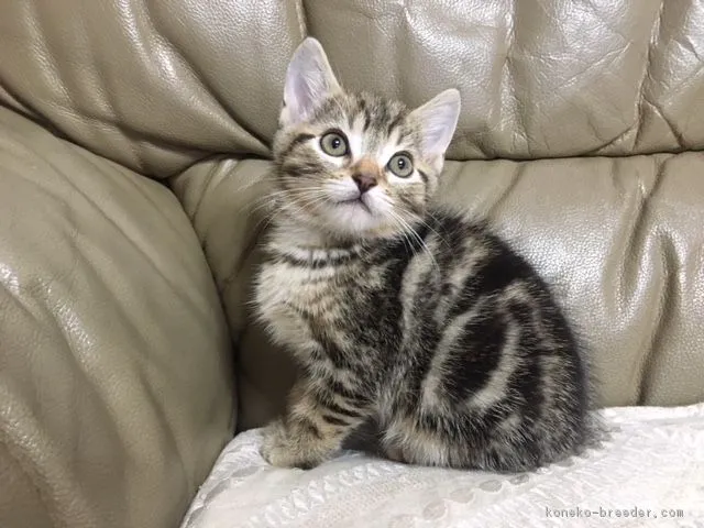 ID：1806-00550の子猫