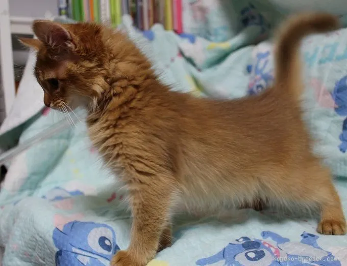 ID：1510-00612の子猫