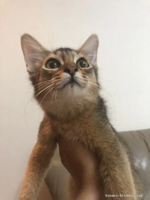 ID：1908-01572の子猫