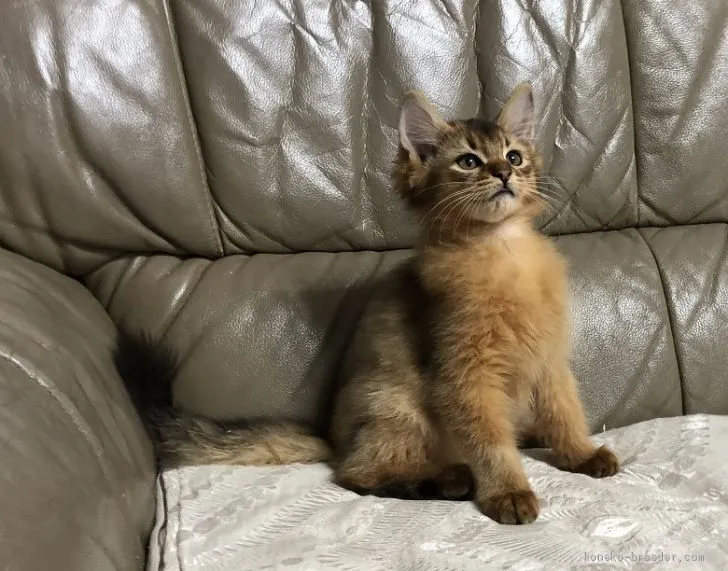 ID：2101-00642の子猫