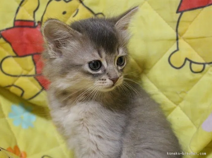ID:1704-01063の子猫