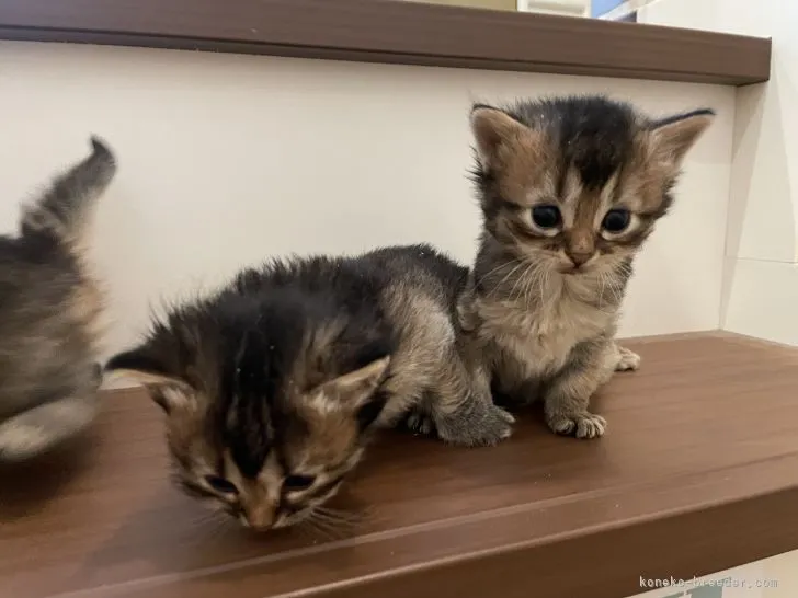 ID:2111-00733の子猫