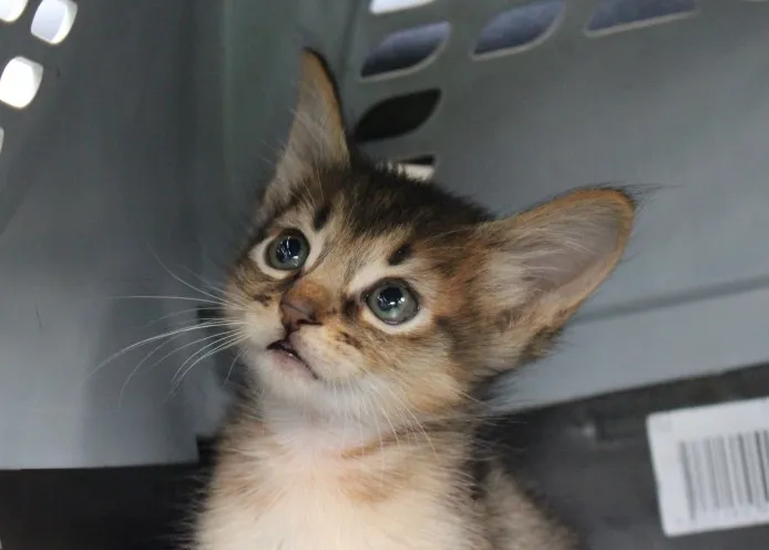 任点 様のお迎えした子猫