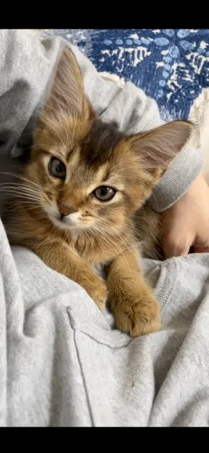 ID：2102-01725の子猫