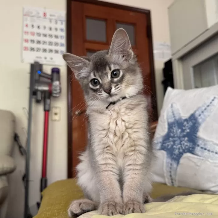 ID：2407-02863の子猫