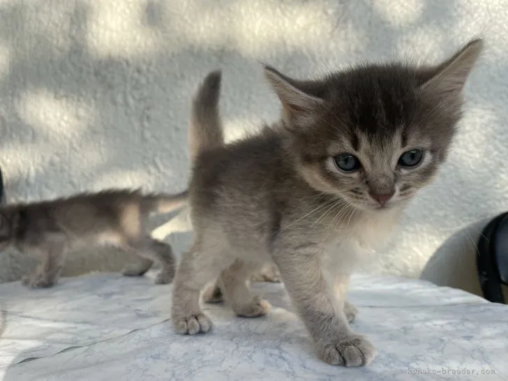 ID：2110-01605の子猫