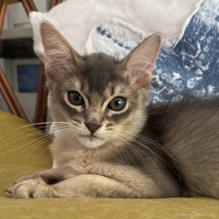 ID：2409-01776の子猫