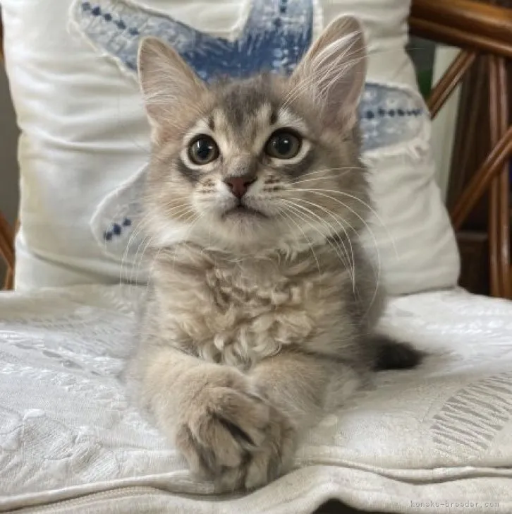 ID：2304-02460の子猫