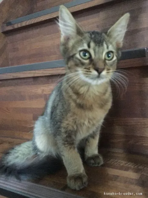 ID：1605-00421の子猫