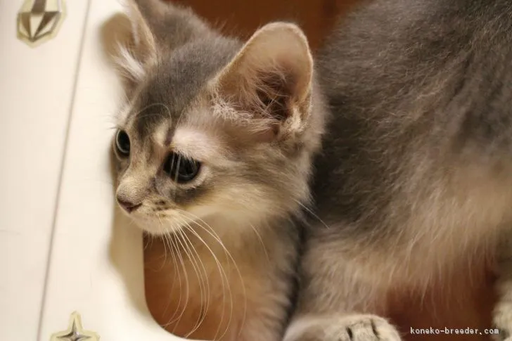 ID:1706-01251の子猫