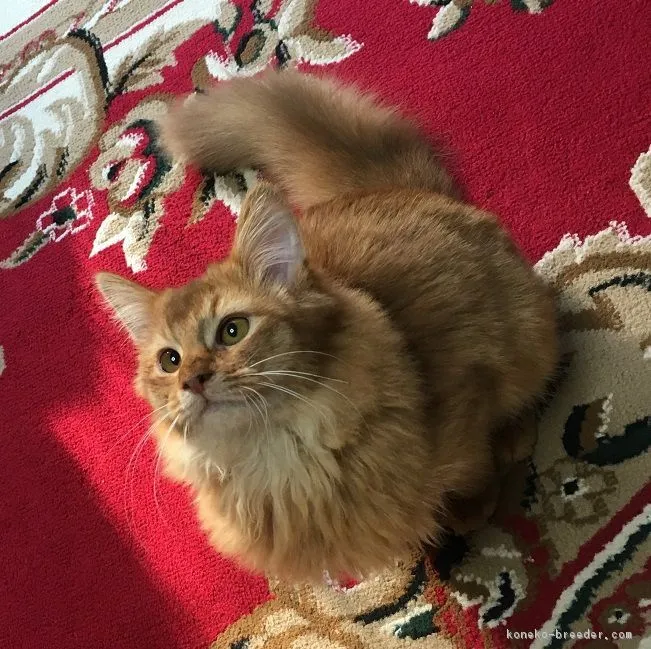 ID:1809-01219の子猫