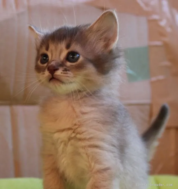 ID：1608-00845の子猫