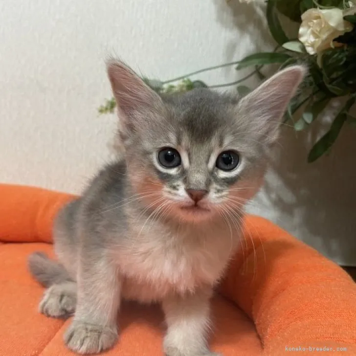 ID:2305-02852の子猫