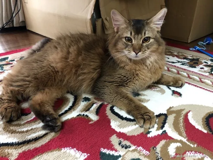ID:1908-01576の子猫