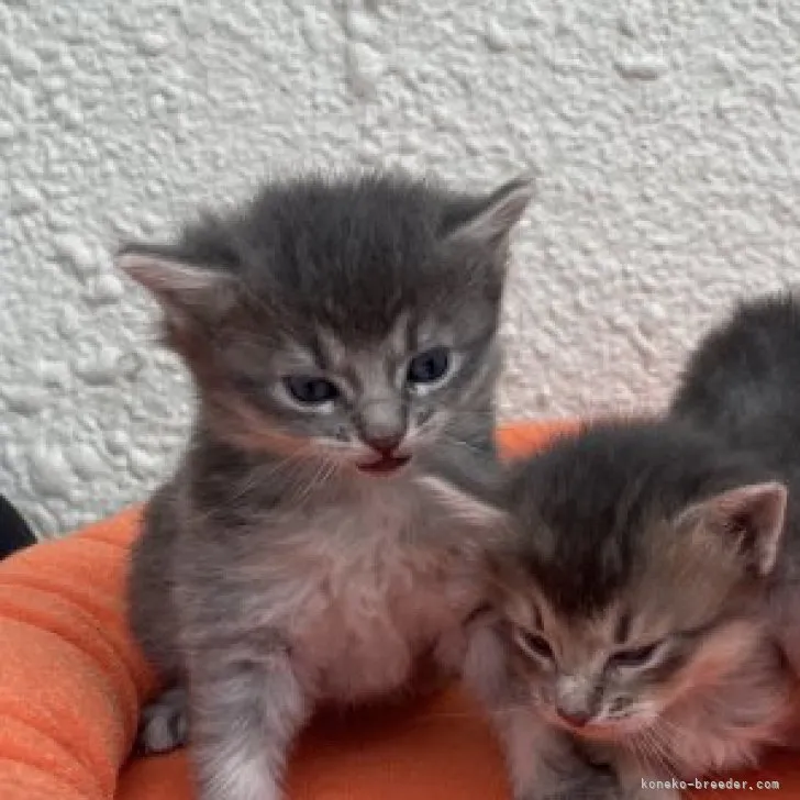 ID：2306-02691の子猫