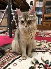 ソマリ【神奈川県・女の子・2018年9月28日・ルディ】の写真1