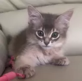 ソマリ【神奈川県・女の子・2024年4月1日・ブルー】の写真1「💎美人さん🥰甘えん坊さん🩷大きなお目目👀ベッタリ好きさんに」