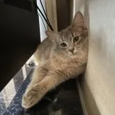 ソマリ【神奈川県・男の子・2023年4月4日・ブルー】の写真1