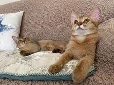 ソマリ【神奈川県・女の子・2021年10月4日・レッド】の写真2「奥の子になります」