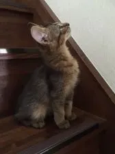 ソマリ【神奈川県・男の子・2016年2月6日・ルディ】の写真3