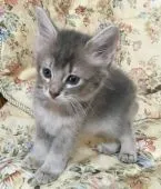 ソマリ【神奈川県・男の子・2016年7月17日・ブルー】の写真3