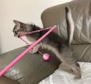 ソマリ【神奈川県・女の子・2019年1月21日・ブルー】の写真4