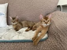 ソマリ【神奈川県・女の子・2021年10月4日・レッド】の写真4「向かって左の子」