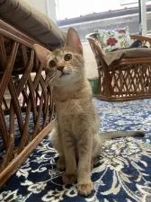 ソマリ【神奈川県・女の子・2021年10月4日・レッド】の写真5