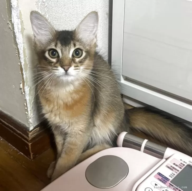 ID：2506-00706の子猫