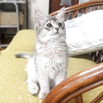 ソマリ【神奈川県・女の子・2025年3月30日・ブルー】の写真「💝激カワ4兄妹🥰」
