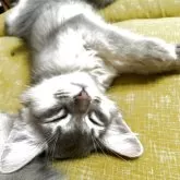 ソマリ