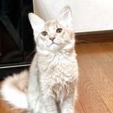 ソマリ