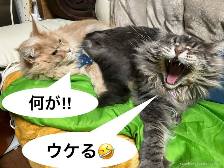 川口和樹ブリーダーのブログ：馬が合う