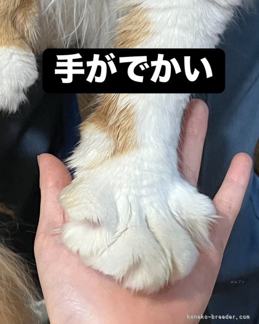川口和樹ブリーダーのブログ：手が🖐️