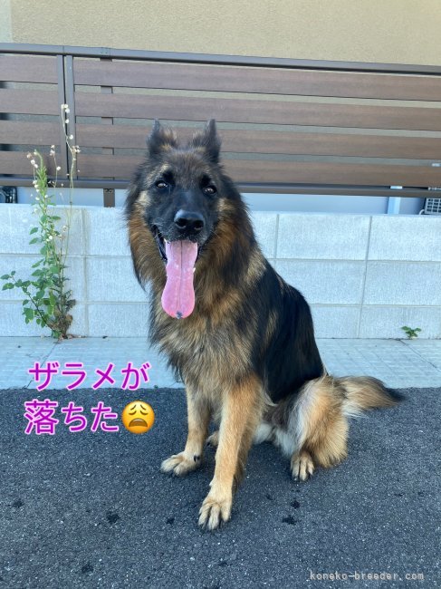 川口和樹ブリーダーのブログ：ザラメが落ちた😩