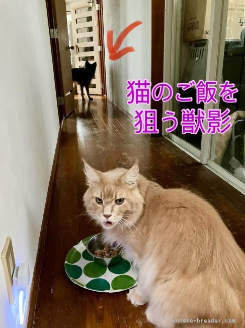川口和樹ブリーダーのブログ：犯人は、、、お前だーーー👆