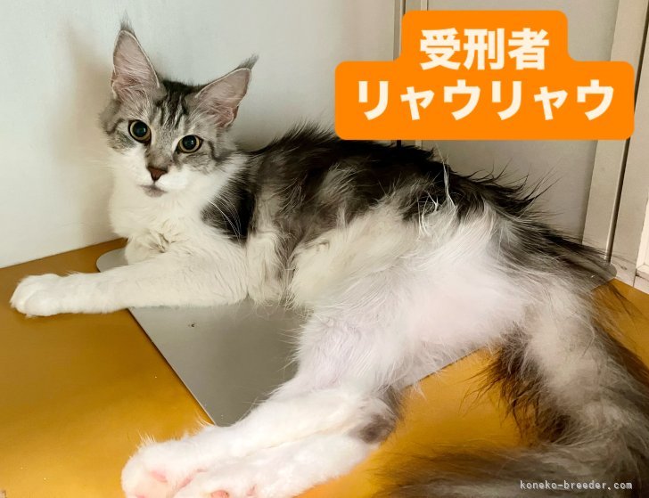 川口和樹ブリーダーのブログ：無期懲役👮