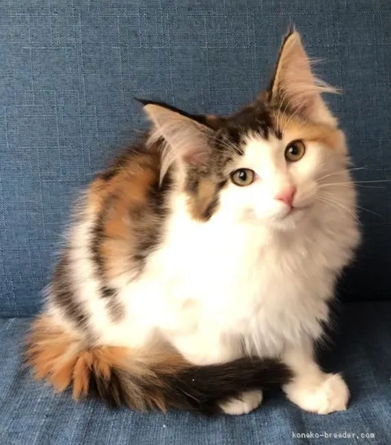 ID:2101-01805の子猫
