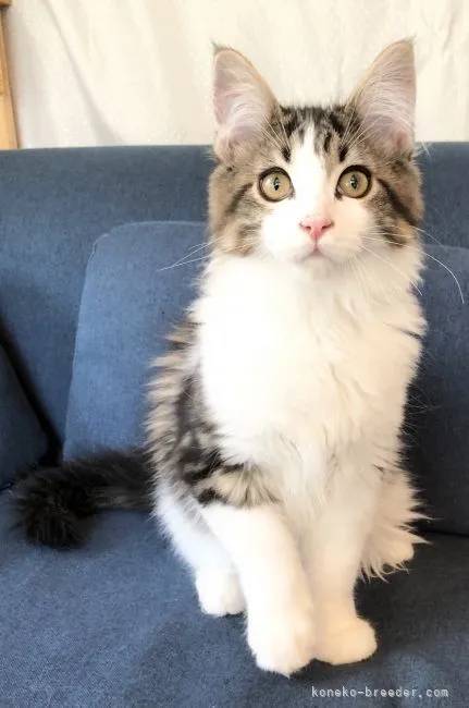 ID:2103-00968の子猫