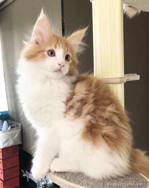 らしー 様のお迎えした子猫