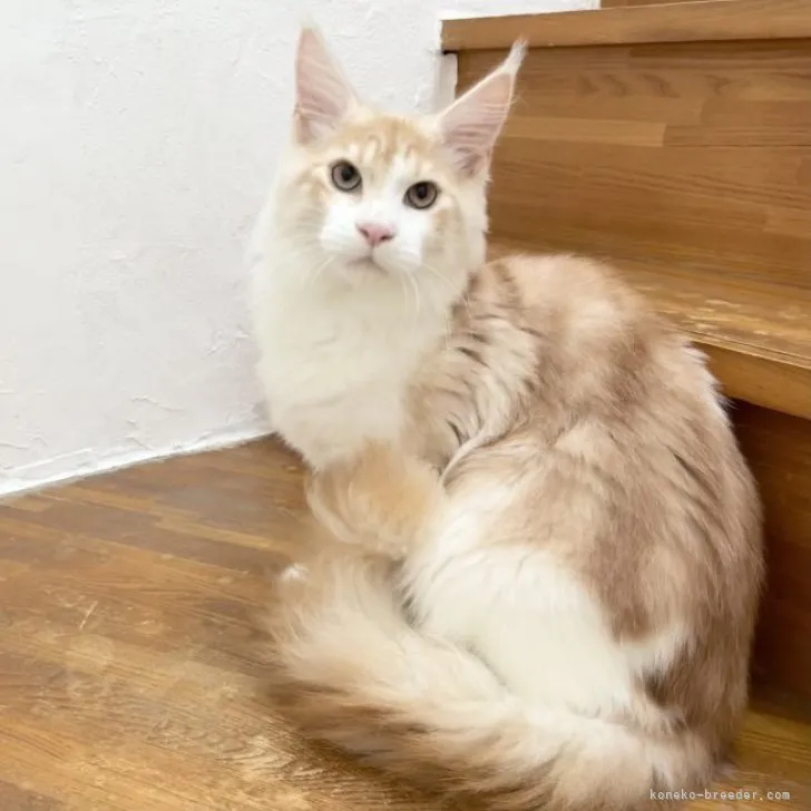 ID：2311-00766の子猫