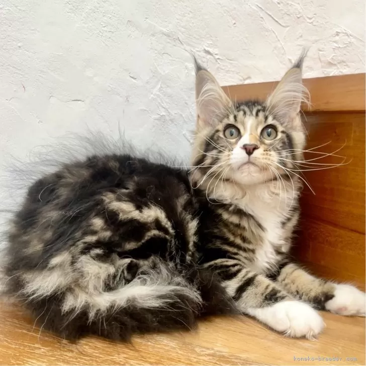 ID:2405-03786の子猫