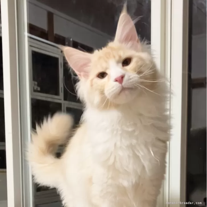 ID：2401-01717の子猫