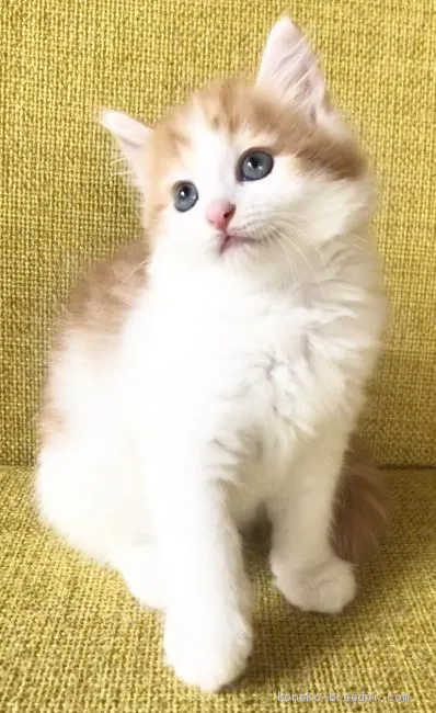 とんとん 様のお迎えした子猫