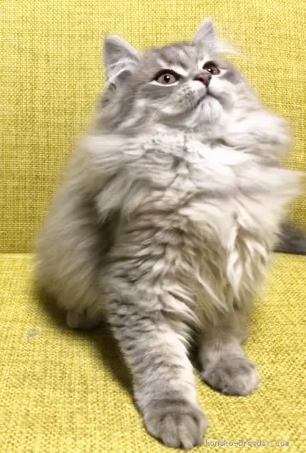 ID：1911-00403の子猫