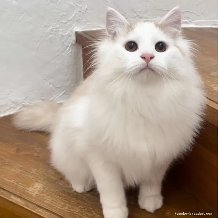 ID：2305-00171の子猫