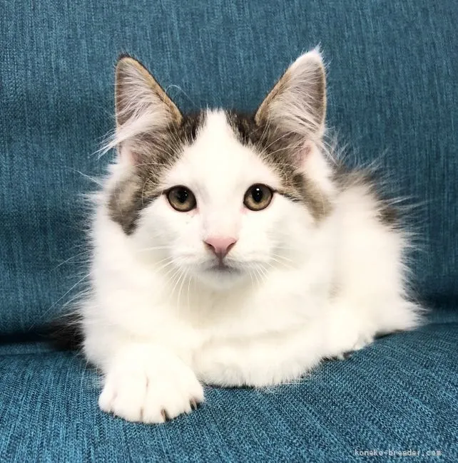 マサ 様のお迎えした子猫