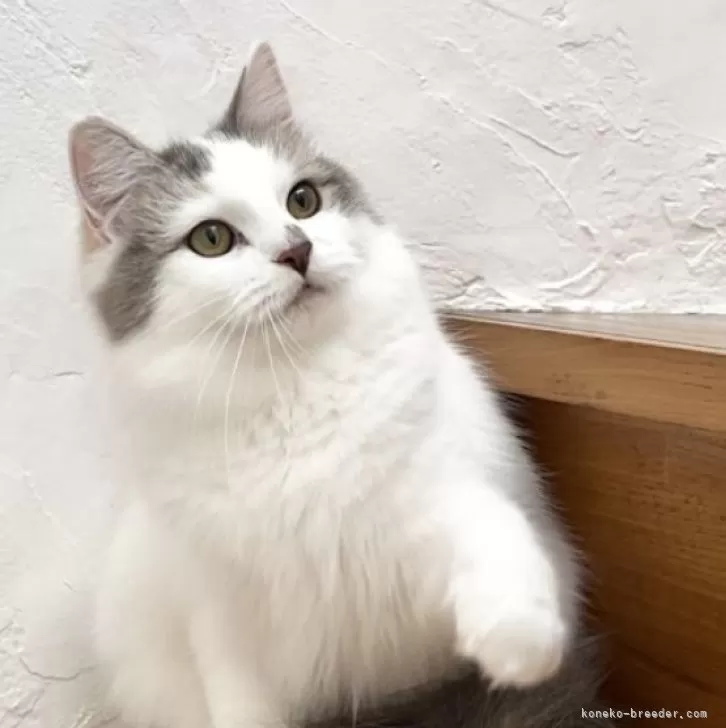 ID：2404-01144の子猫